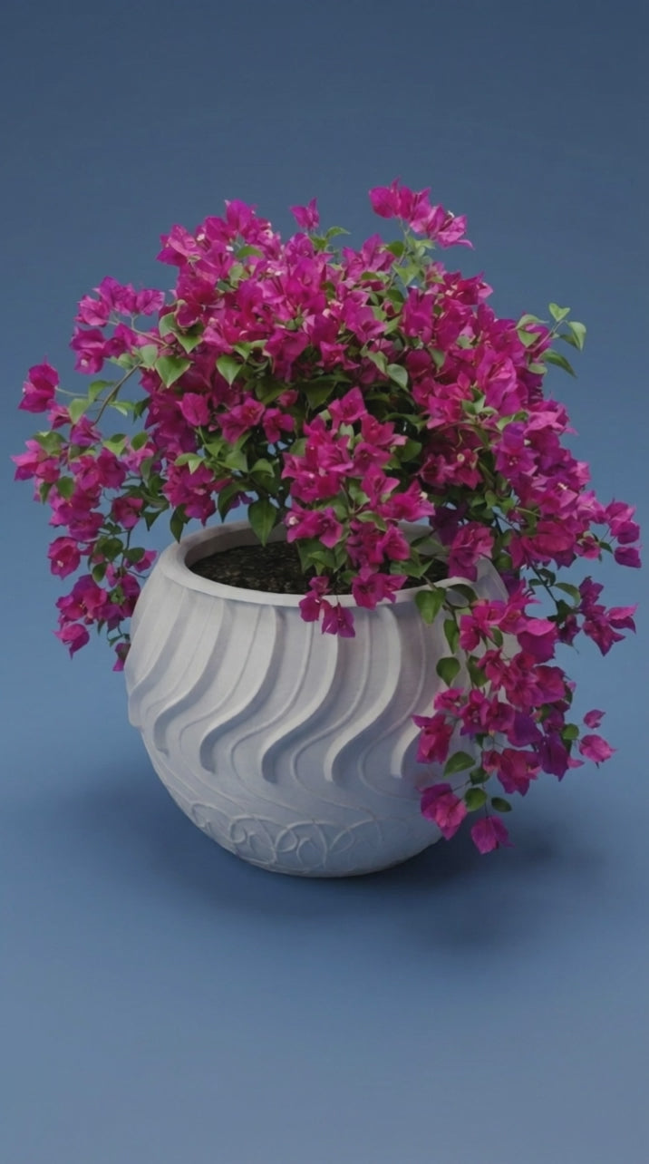00113 - Greak planter
